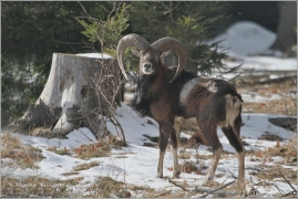 <p>MUFLON (Ovis musimon) Šluknovsko - Harta /Mouflon - Mufflon/ </p>